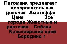 Питомник предлагает 2-хочаровательных девочек  Амстаффа › Цена ­ 25 000 - Все города Животные и растения » Собаки   . Красноярский край,Бородино г.